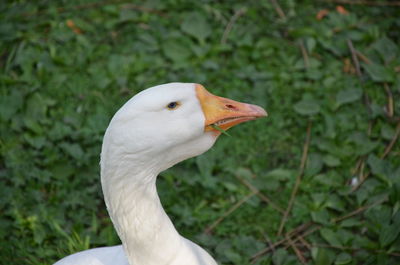 Close-up of a bird