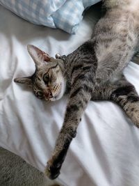 Close-up of cat lying on bed