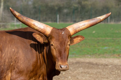 Portrait of a watusi cattle, scientific name bos taurus, with brown fur and big horns 