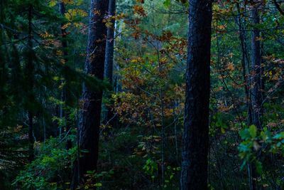 View of trees in forest