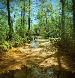 Trees in forest