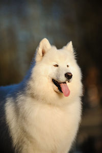 Portrait of dog sticking out tongue