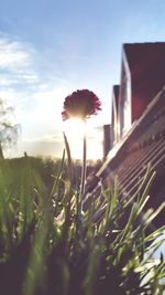 sun