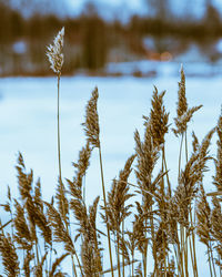 Low angle view of stalks in field against sky