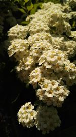 Close-up of yellow flowers