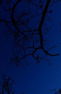 Low angle view of bare tree against blue sky