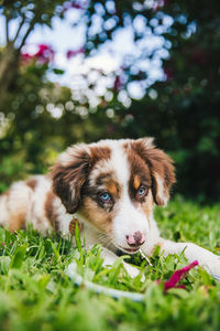 Portrait of dog on field