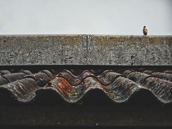 Bird perching on roof