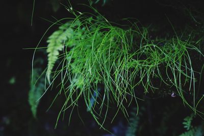 Close-up of fresh green plants at night