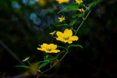 Close-up of yellow flowering plant