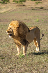 Windswept male lion standing on short grass