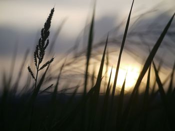 Plants growing on field at sunset