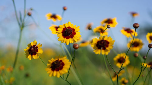 Close-up of yellow flowering plants on field