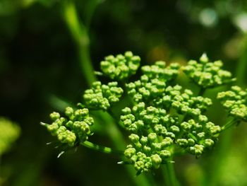 Close-up of green plant