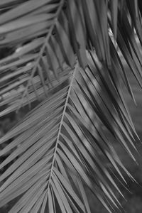 Detail shot of palm leaves