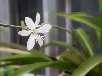 Close-up of white flowering plant