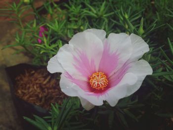 Close-up of pink flower blooming outdoors