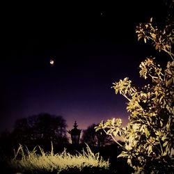 Illuminated tree against sky at night