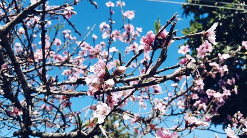 Low angle view of flowers growing on tree