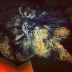 Close-up of cat sleeping