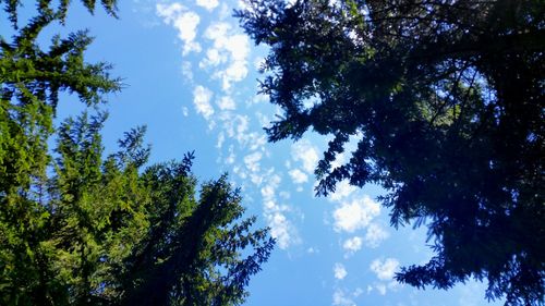 Low angle view of trees against cloudy sky