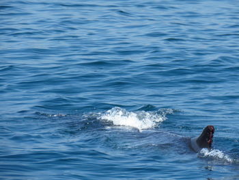Man swimming in sea