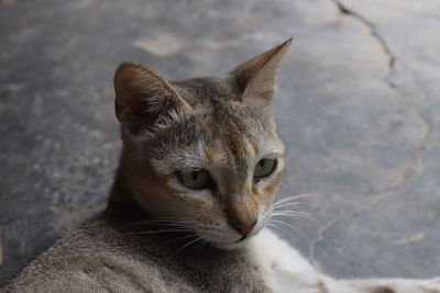 Close-up portrait of cat against blurred background