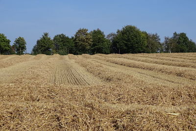Trees on field against sky