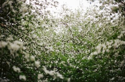 Close-up of white flowering plant