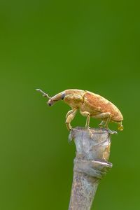 Close-up of grasshopper