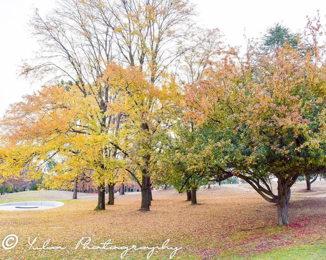 tree, plant, autumn, change, beauty in nature, growth, nature, park, day, tranquility, tranquil scene, no people, scenics - nature, field, sky, park - man made space, land, outdoors, landscape, leaf, autumn collection, fall