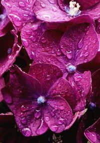 Close-up of wet purple flowers blooming outdoors