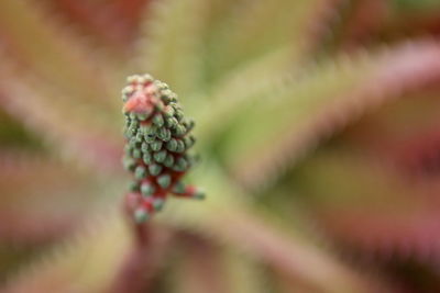 Close-up of flower buds growing outdoors