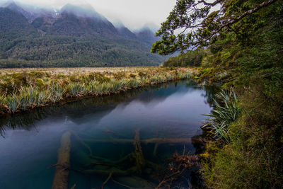 Scenic view of lake by trees against sky