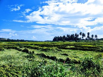 Scenic view of agricultural field against sky