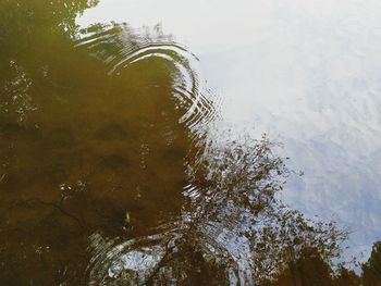 High angle view of tree by lake