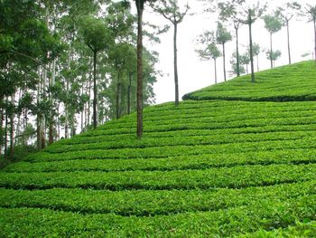 Scenic view of grassy field