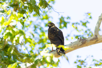 Low angle view of eagle perching on branch