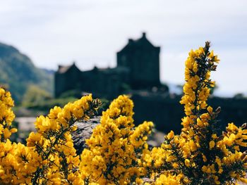 Close-up of yellow flowering plants on field