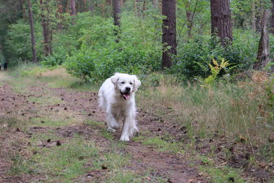 Dog running in a forest