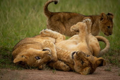 Two lion cubs play fighting beside another