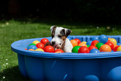 Jack russel terrier playing in a colored ball bath