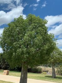 Trees growing on field against sky