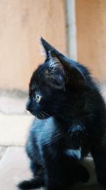 Close-up of dog looking away