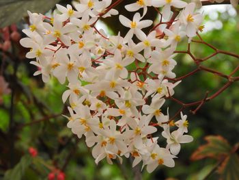 Close-up of flowers on tree