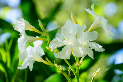 Close-up of white flowering plant