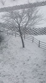 Bare tree on snow covered landscape