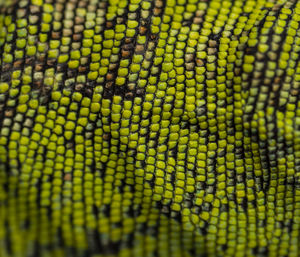 Full frame shot of green snake