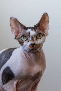 Close-up portrait of cat against white background