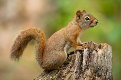 Close-up of squirrel on tree